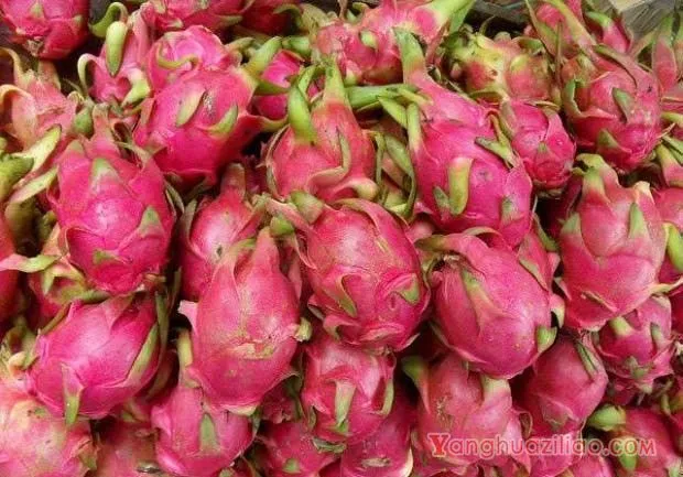 火龙果在常温下可以贮藏多少天？