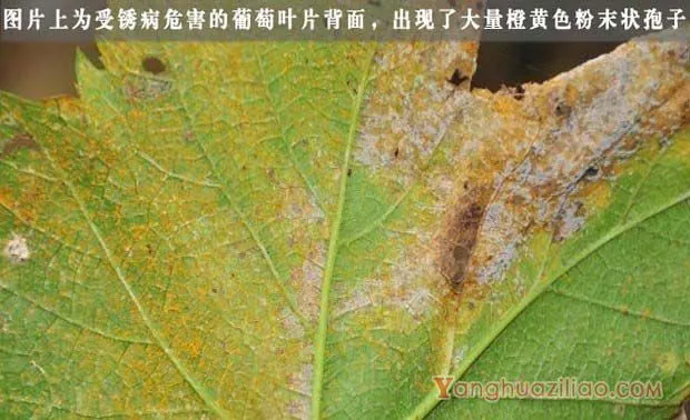 葡萄锈病有什么危害？葡萄锈病用什么药？