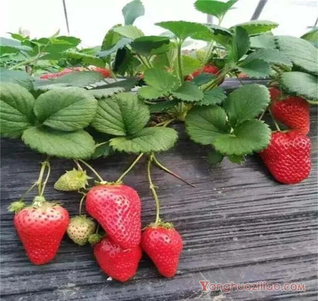 佐贺清香草莓品种介绍