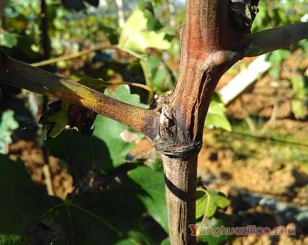 葡萄蔓割病如何防治？葡萄蔓枯病如何防治？