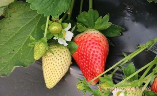 海丽甘草莓品种好不好? 海丽甘草莓品种好不好?