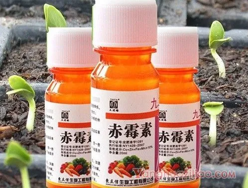 葡萄怎么使用赤霉素？