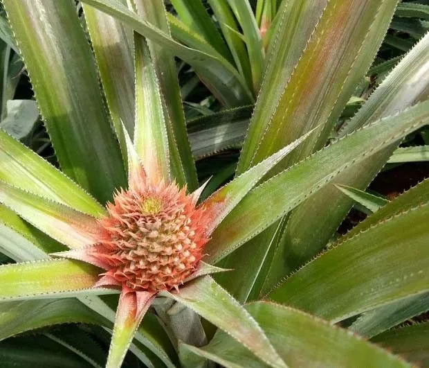 菠萝为什么要催花？菠萝催花方法