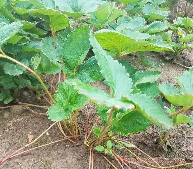 草莓越夏时如何管理？