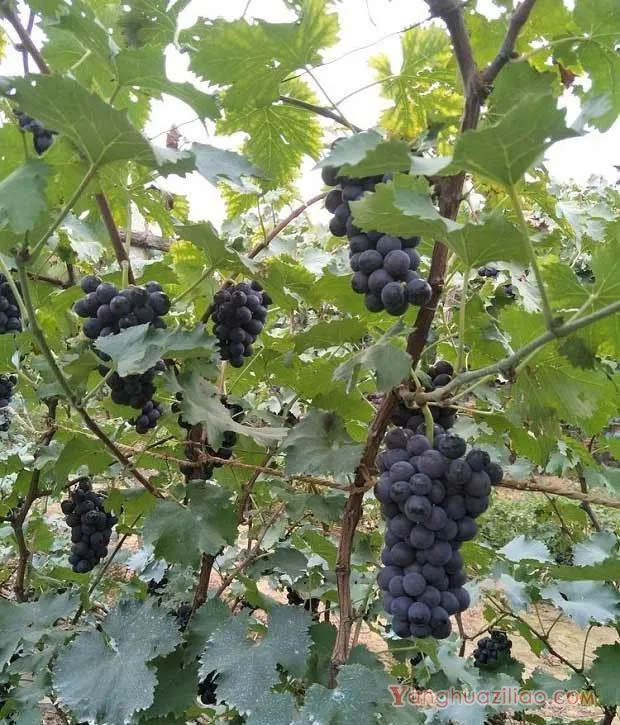 葡萄无核化栽培产量的变化（葡萄无核化栽培产量会减少吗？）