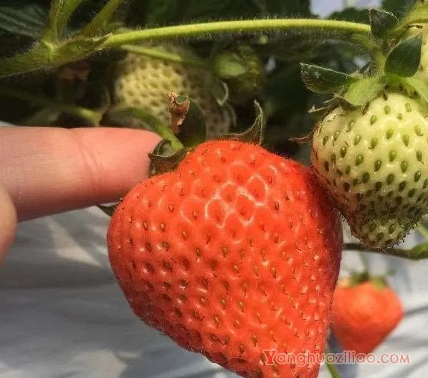 京藏香草莓品种介绍