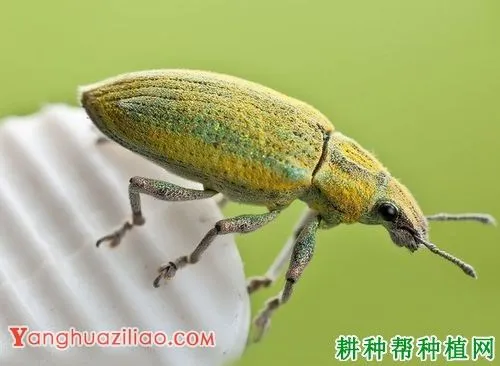 荔枝绿鳞象甲用什么药能治？