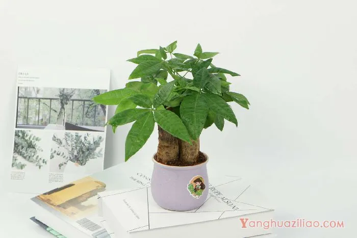 发财树 发财树