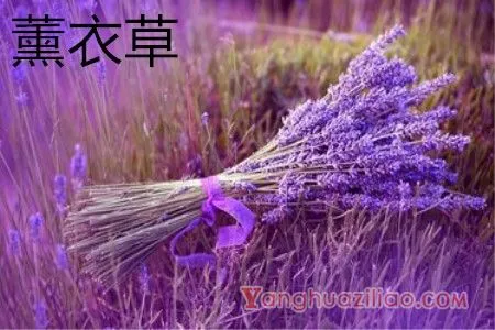 薰衣草