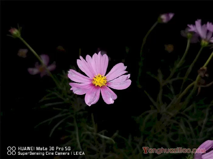 格桑花