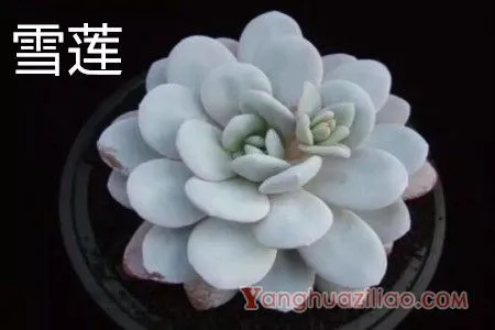 雪莲