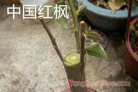 中国红枫
