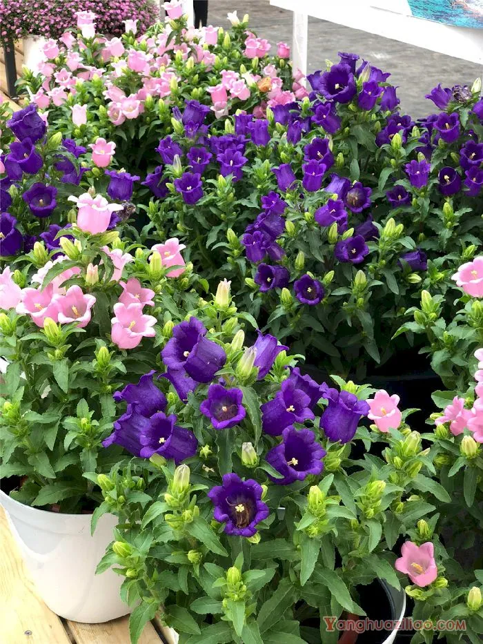 风铃草
