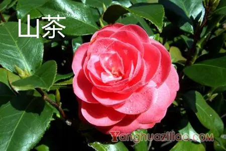 山茶