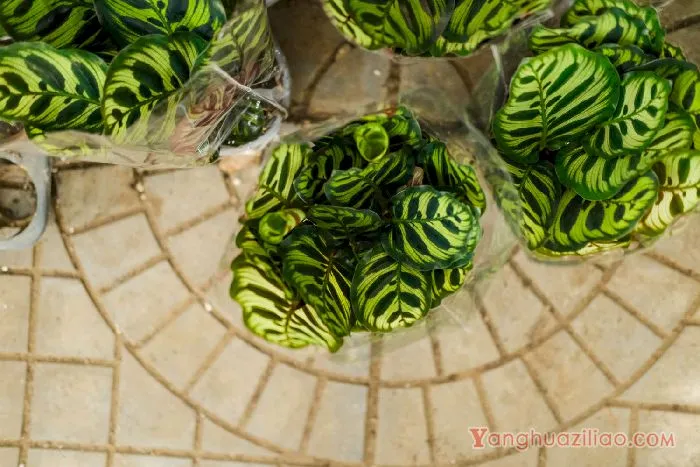 孔雀竹芋