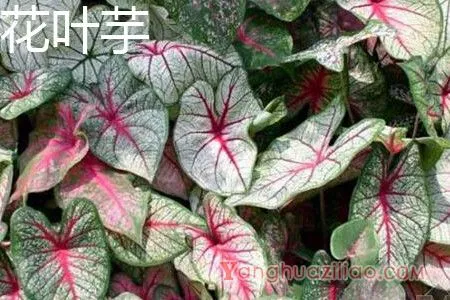 花叶芋.webp
