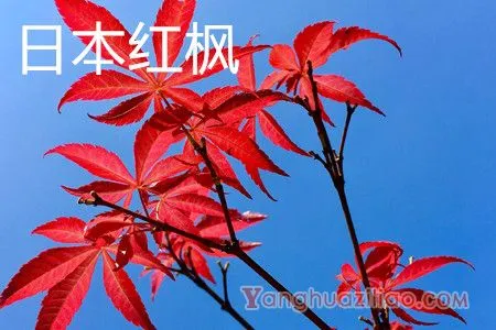 日本红枫