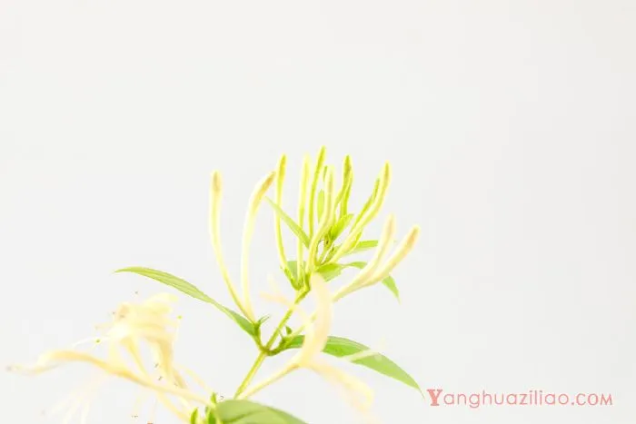 金银花