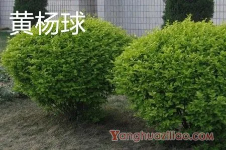 黄杨球 黄杨球
