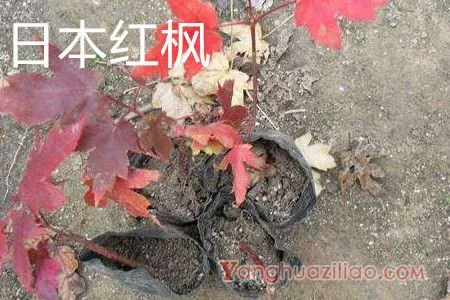 日本红枫