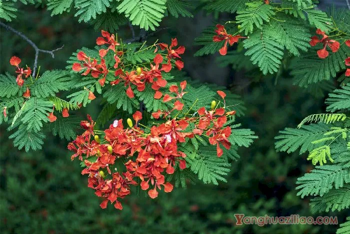 凤凰花
