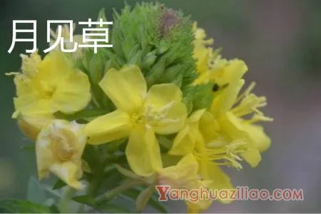 月见草
