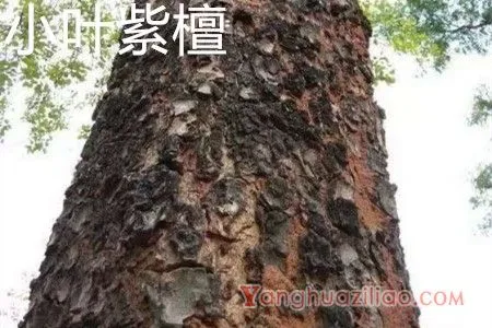 小叶紫檀