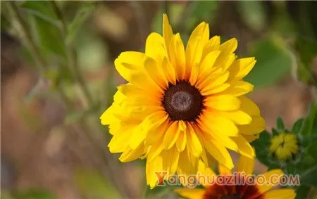 黑心菊和金光菊的区别之花瓣