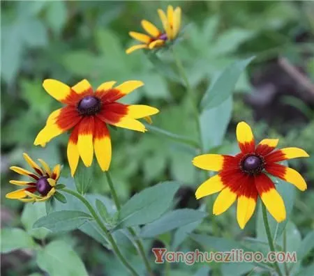 黑心菊和金光菊的其他区别