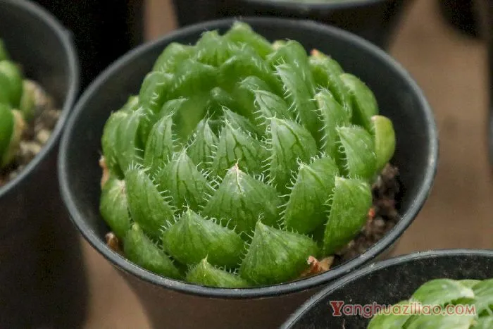 玉露
