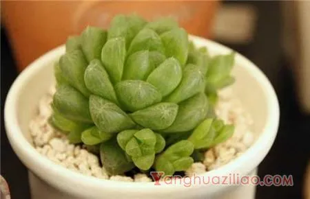草玉露