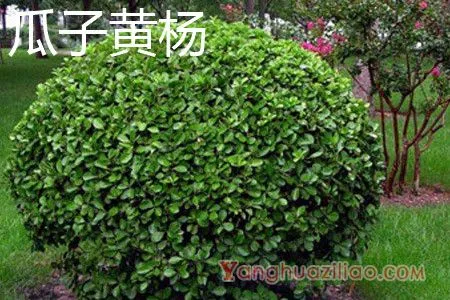 瓜子黄杨