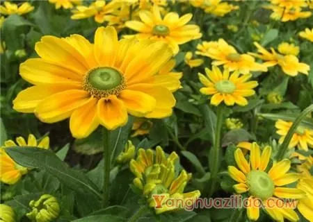 黑心菊和金光菊的区别之花心