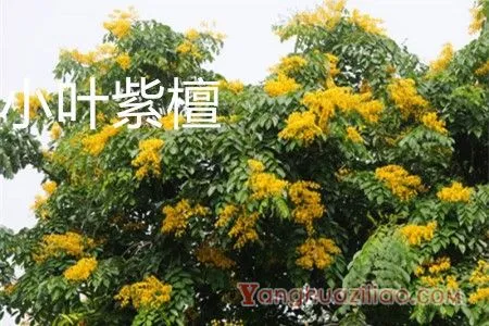 小叶紫檀花.webp