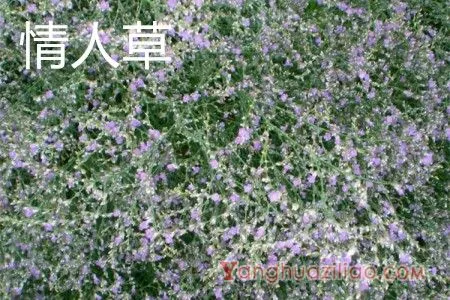 情人草