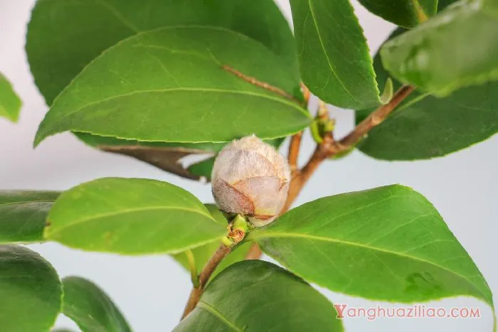 茶花