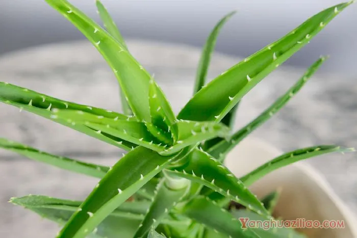 芦荟