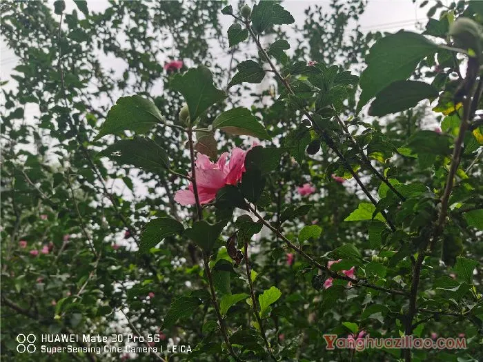 木槿