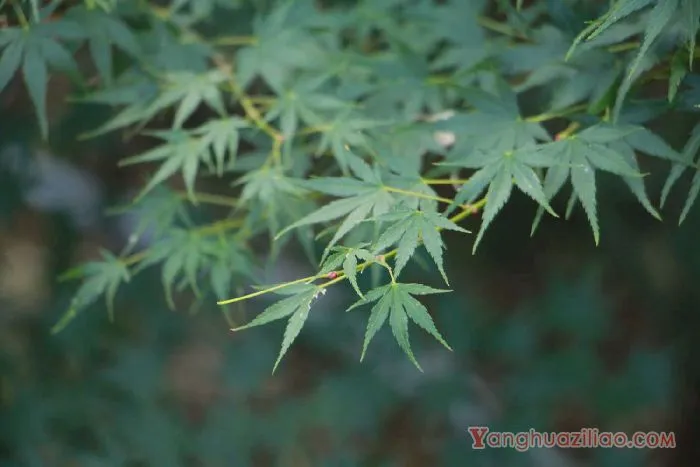 红枫
