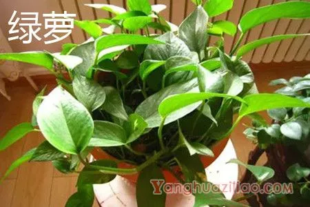 绿萝