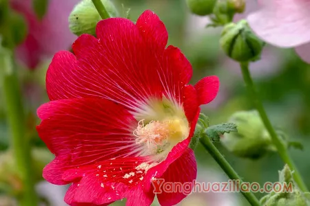 蜀葵