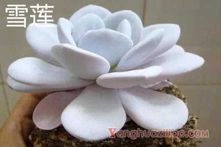 雪莲