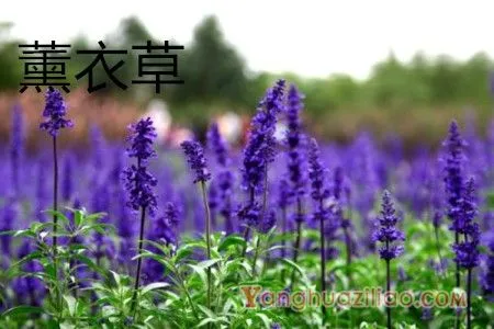 薰衣草