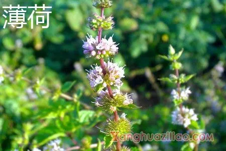 薄荷