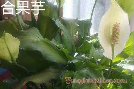 合果芋