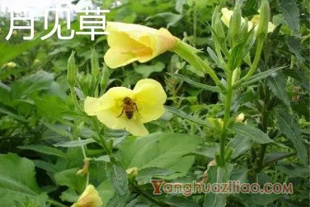 月见草