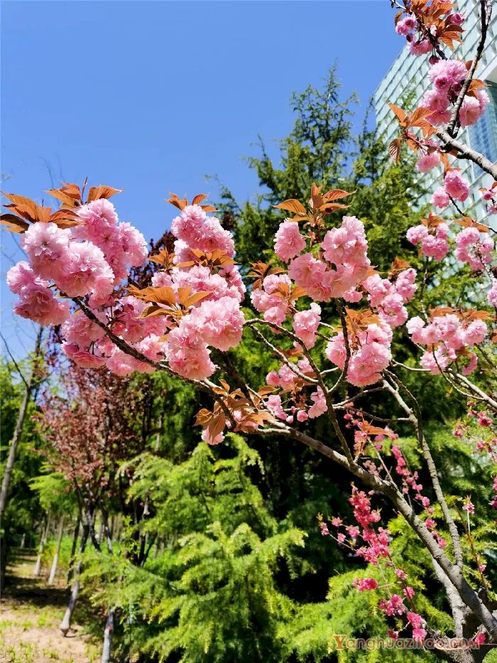 樱花