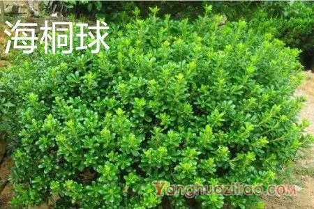 海桐球 海桐球