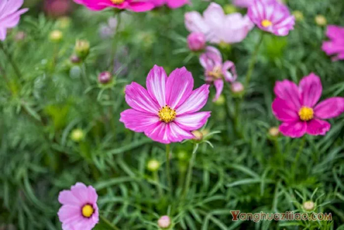 格桑花