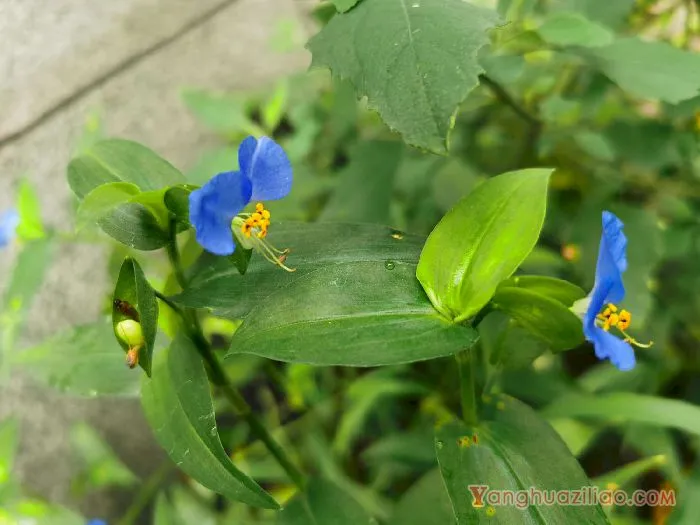 鸭跖草